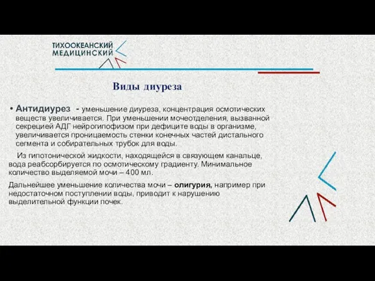 Виды диуреза Антидиурез - уменьшение диуреза, концентрация осмотических веществ увеличивается. При