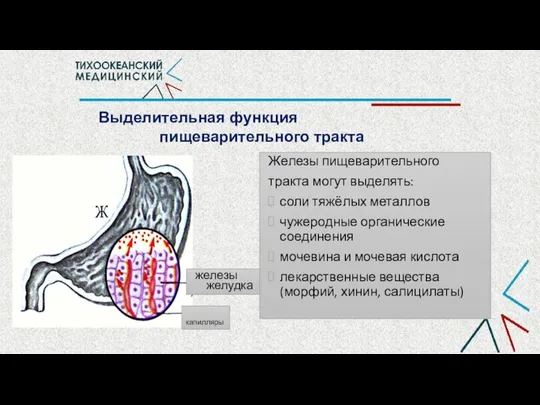 Выделительная функция пищеварительного тракта Железы пищеварительного тракта могут выделять: соли тяжёлых