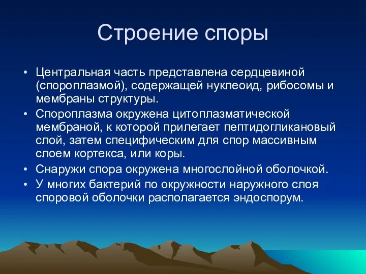 Строение споры Центральная часть представлена сердцевиной (спороплазмой), содержащей нуклеоид, рибосомы и