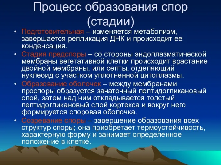 Процесс образования спор (стадии) Подготовительная – изменяется метаболизм, завершается репликация ДНК