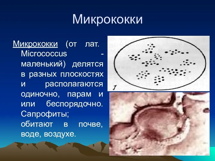 Микрококки Микрококки (от лат. Micrococcus - маленький) делятся в разных плоскостях