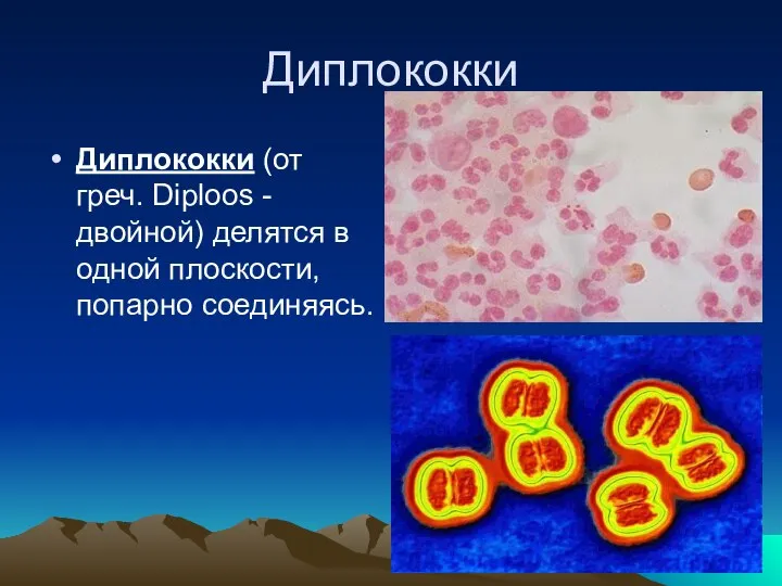 Диплококки Диплококки (от греч. Diploos - двойной) делятся в одной плоскости, попарно соединяясь.