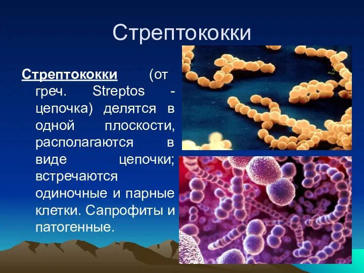 Стрептококки Стрептококки (от греч. Streptos - цепочка) делятся в одной плоскости,