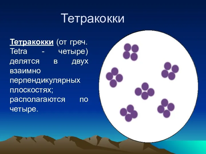 Тетракокки Тетракокки (от греч. Tetra - четыре) делятся в двух взаимно перпендикулярных плоскостях; располагаются по четыре.