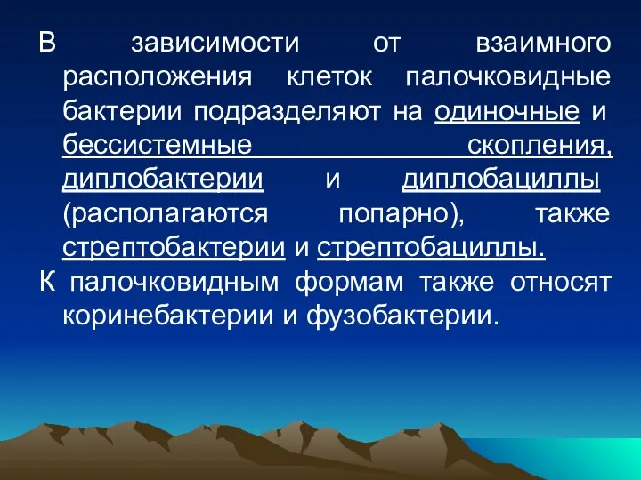 В зависимости от взаимного расположения клеток палочковидные бактерии подразделяют на одиночные