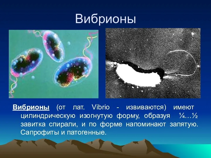 Вибрионы Вибрионы (от лат. Vibrio - извиваются) имеют цилиндрическую изогнутую форму,