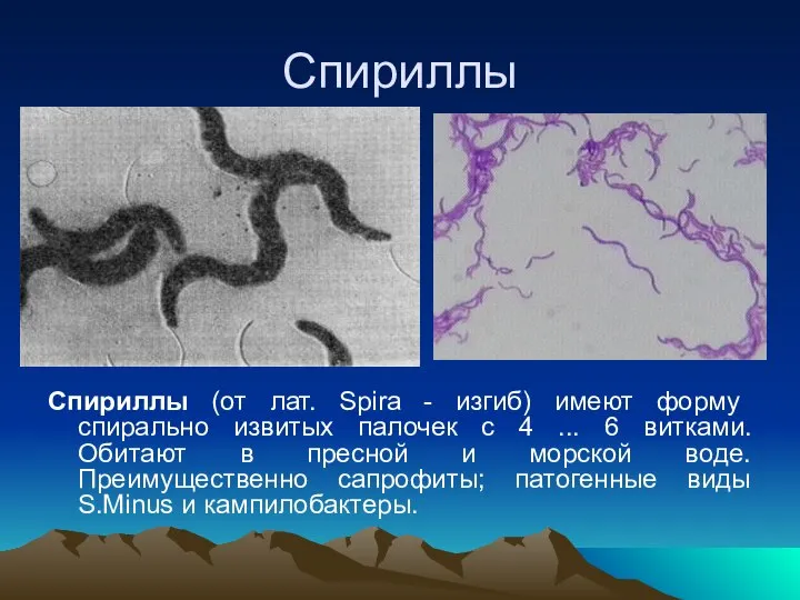 Спириллы Спириллы (от лат. Spira - изгиб) имеют форму спирально извитых