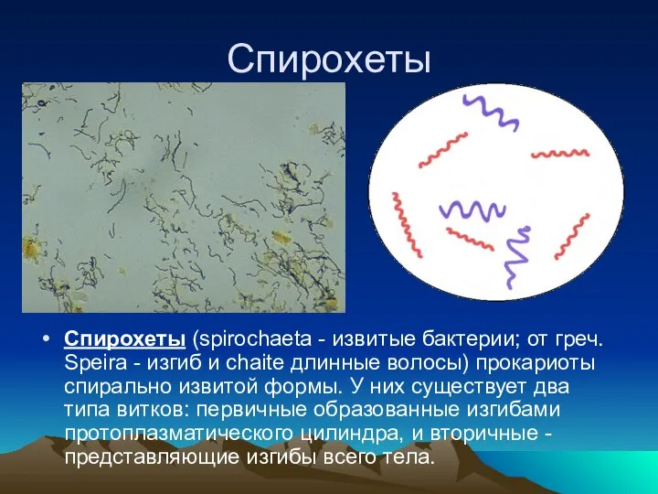 Спирохеты Спирохеты (spirochaeta - извитые бактерии; от греч. Speira - изгиб