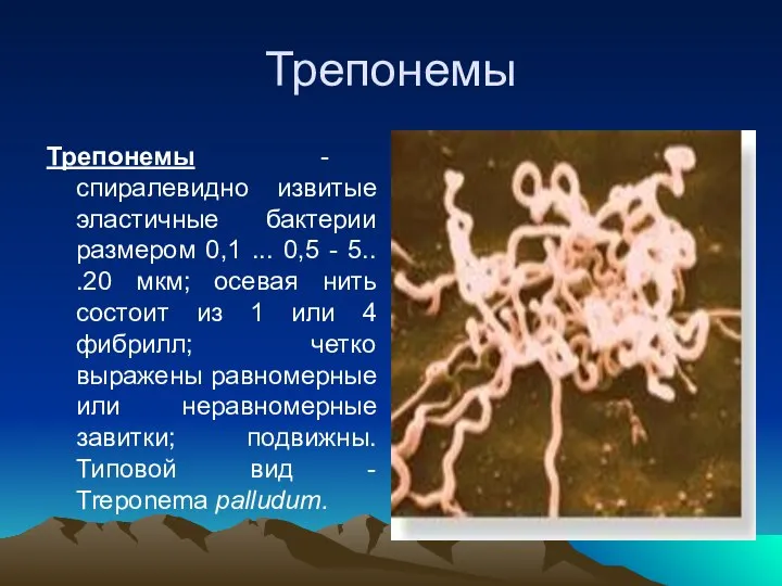 Трепонемы Трепонемы - спиралевидно извитые эластичные бактерии размером 0,1 ... 0,5