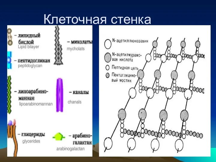 Клеточная стенка