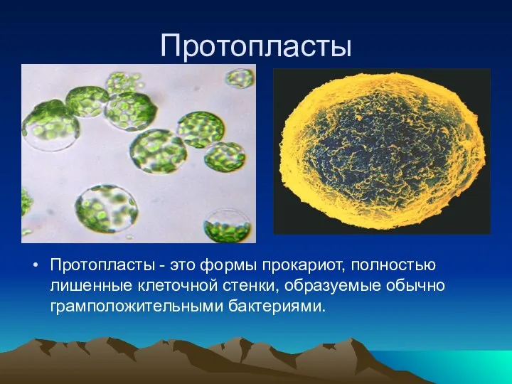 Протопласты Протопласты - это формы прокариот, полностью лишенные клеточной стенки, образуемые обычно грамположительными бактериями.
