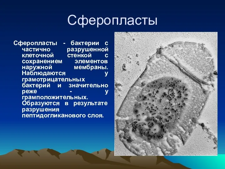 Сферопласты Сферопласты - бактерии с частично разрушенной клеточной стенкой с сохранением