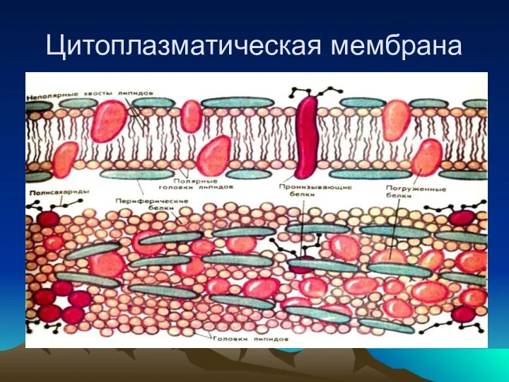 Цитоплазматическая мембрана