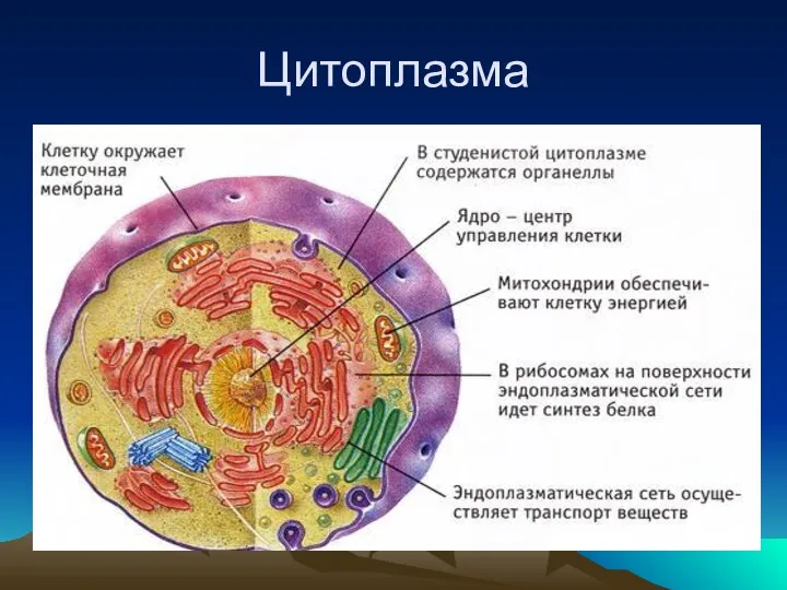 Цитоплазма