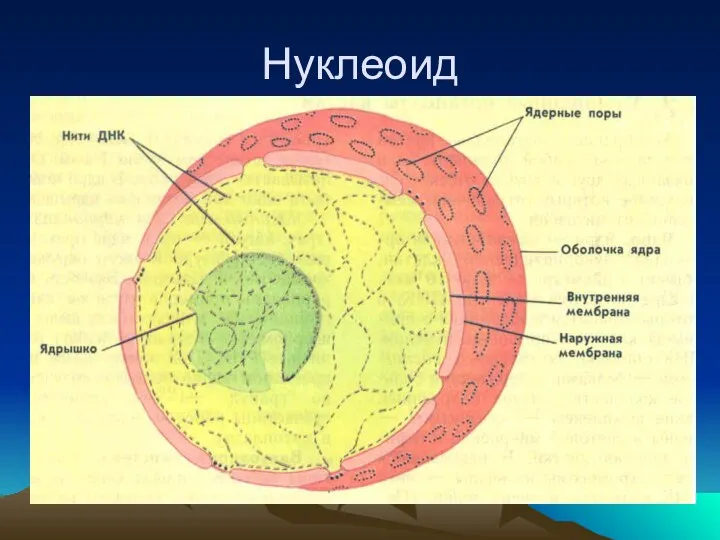 Нуклеоид