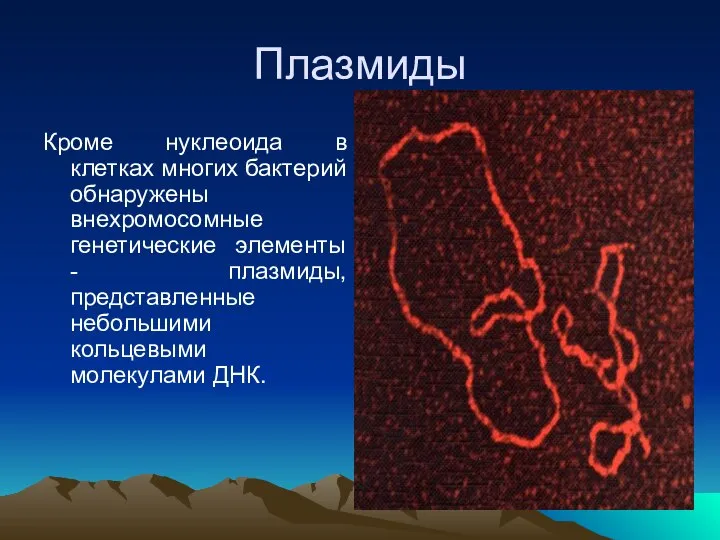 Плазмиды Кроме нуклеоида в клетках многих бактерий обнаружены внехромосомные генетические элементы