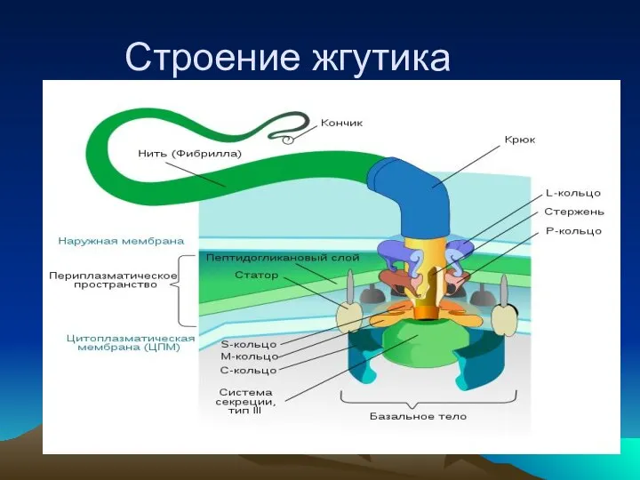 Строение жгутика