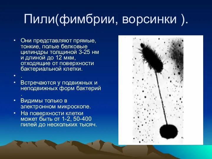 Пили(фимбрии, ворсинки ). Они представляют прямые, тонкие, полые белковые цилиндры толщиной