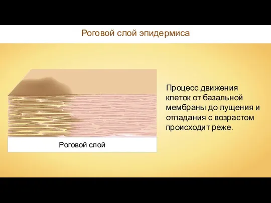 Роговой слой эпидермиса Роговой слой Процесс движения клеток от базальной мембраны
