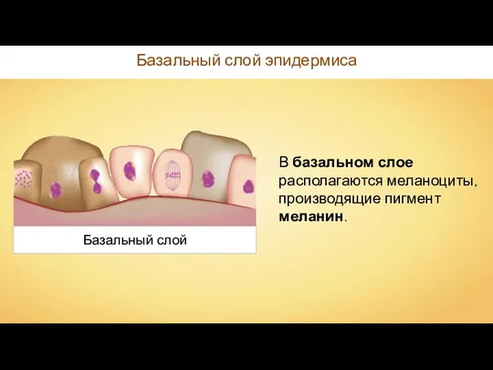 Базальный слой Базальный слой эпидермиса В базальном слое располагаются меланоциты, производящие пигмент меланин.