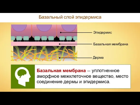 Базальный слой эпидермиса Базальная мембрана — уплотненное аморфное межклеточное вещество, место