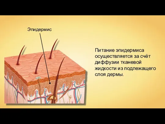 Эпидермис Питание эпидермиса осуществляется за счёт диффузии тканевой жидкости из подлежащего слоя дермы.