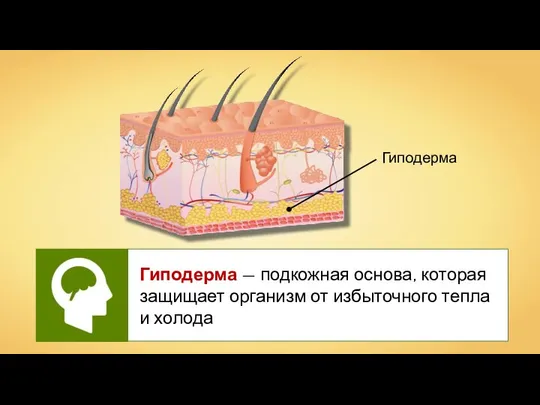 Гиподерма Гиподерма — подкожная основа, которая защищает организм от избыточного тепла и холода