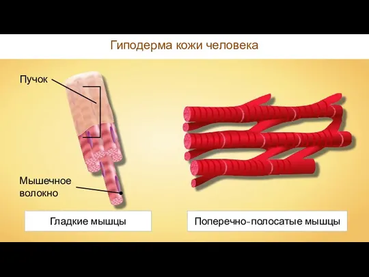 Гиподерма кожи человека Мышечное волокно Пучок Гладкие мышцы Поперечно-полосатые мышцы