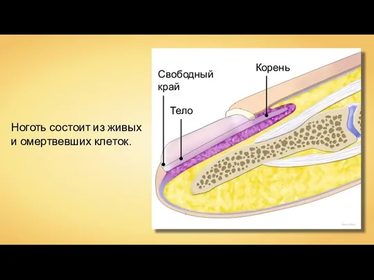 BruceBlaus Свободный край Тело Корень Ноготь состоит из живых и омертвевших клеток.