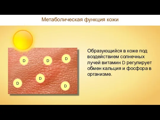Метаболическая функция кожи Образующийся в коже под воздействием солнечных лучей витамин