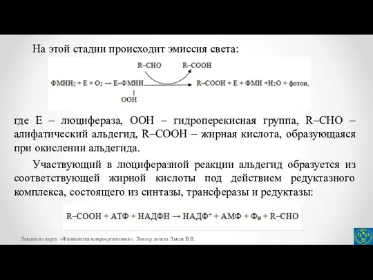 На этой стадии происходит эмиссия света: где Е – люцифераза, ООН