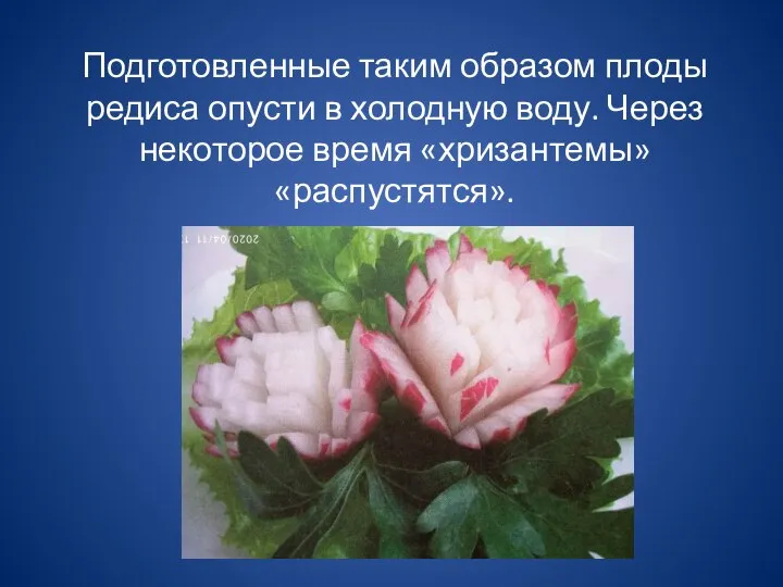 Подготовленные таким образом плоды редиса опусти в холодную воду. Через некоторое время «хризантемы» «распустятся».