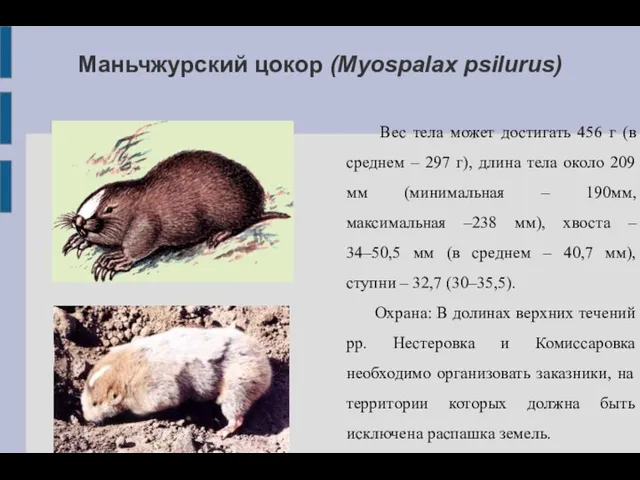 Маньчжурский цокор (Myospalax psilurus) Вес тела может достигать 456 г (в