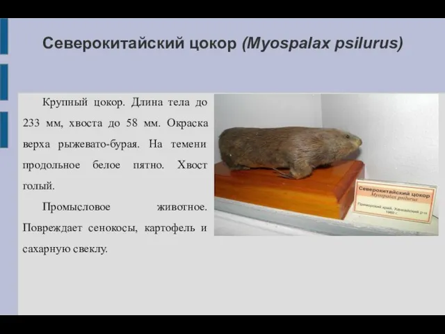 Северокитайский цокор (Myospalax psilurus) Крупный цокор. Длина тела до 233 мм,