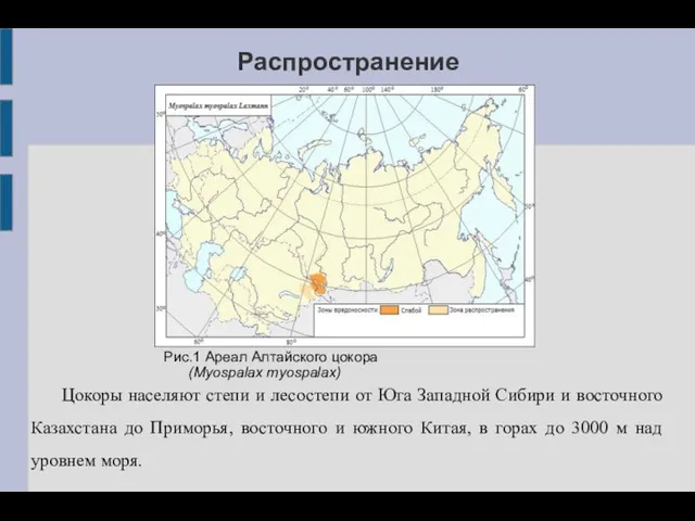 Распространение Цокоры населяют степи и лесостепи от Юга Западной Сибири и