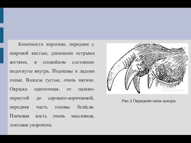 Конечности короткие, передние с широкой кистью, длинными острыми когтями, в спокойном