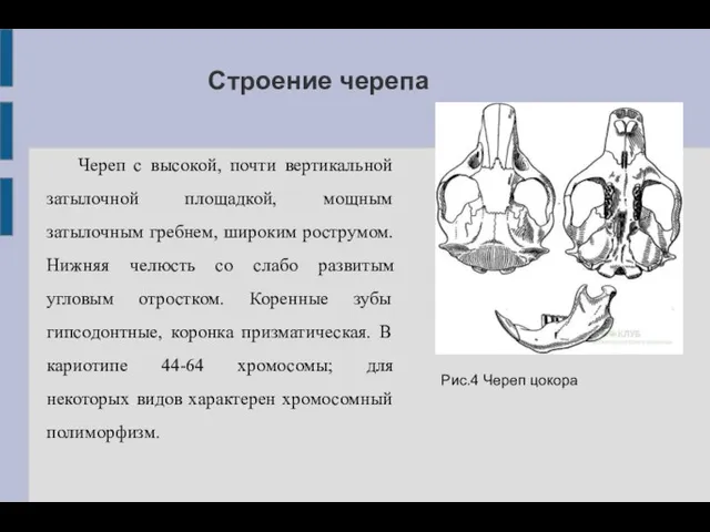 Строение черепа Череп с высокой, почти вертикальной затылочной площадкой, мощным затылочным