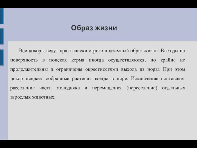 Образ жизни Все цокоры ведут практически строго подземный образ жизни. Выходы