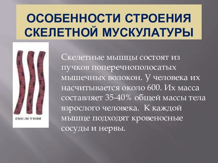 ОСОБЕННОСТИ СТРОЕНИЯ СКЕЛЕТНОЙ МУСКУЛАТУРЫ Скелетные мышцы состоят из пучков поперечнополосатых мышечных