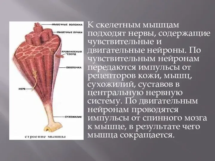 К скелетным мышцам подходят нервы, содержащие чувствительные и двигательные нейроны. По