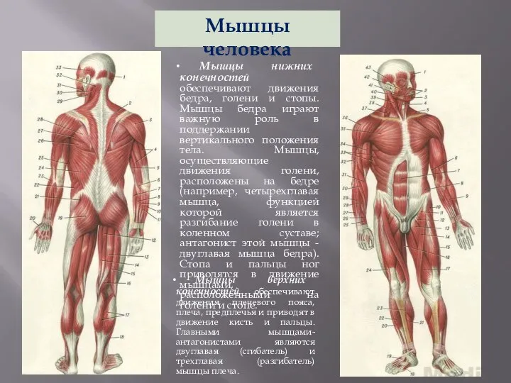 Мышцы человека Мышцы нижних конечностей обеспечивают движения бедра, голени и стопы.