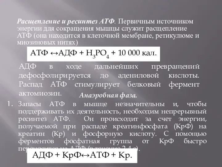 Анаэробная фаза. Запасы АТФ в мышце незначительны и, чтобы поддерживать их