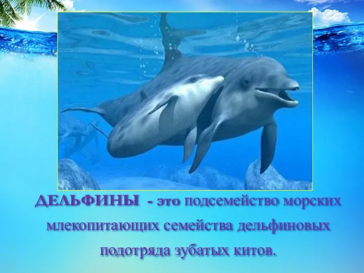 ДЕЛЬФИНЫ - это подсемейство морских млекопитающих семейства дельфиновых подотряда зубатых китов.