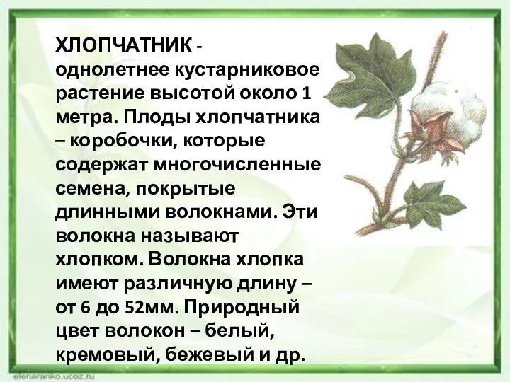 ХЛОПЧАТНИК - однолетнее кустарниковое растение высотой около 1 метра. Плоды хлопчатника