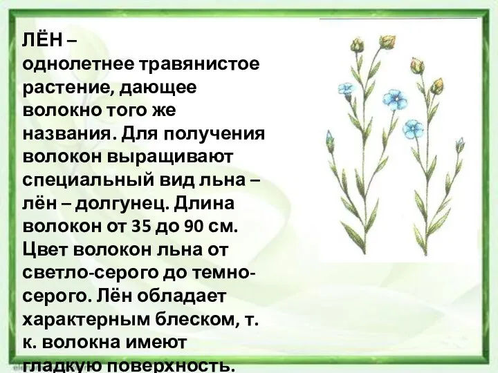 ЛЁН – однолетнее травянистое растение, дающее волокно того же названия. Для