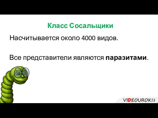 Класс Сосальщики Насчитывается около 4000 видов. Все представители являются паразитами.