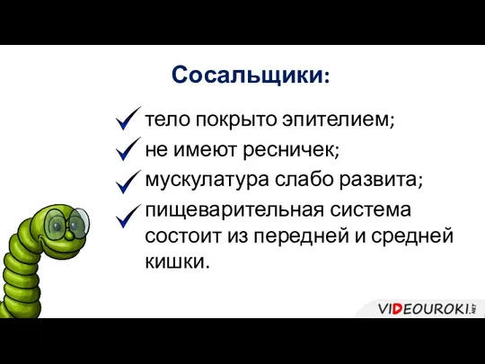 Сосальщики: тело покрыто эпителием; не имеют ресничек; мускулатура слабо развита; пищеварительная