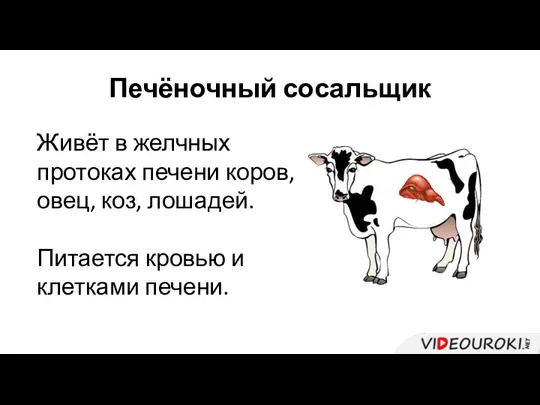 Печёночный сосальщик Живёт в желчных протоках печени коров, овец, коз, лошадей. Питается кровью и клетками печени.