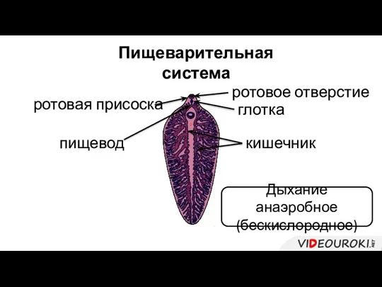 Пищеварительная система ротовое отверстие ротовая присоска глотка пищевод кишечник Дыхание анаэробное (бескислородное)