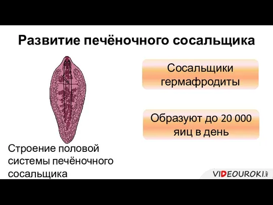 Строение половой системы печёночного сосальщика Образуют до 20 000 яиц в